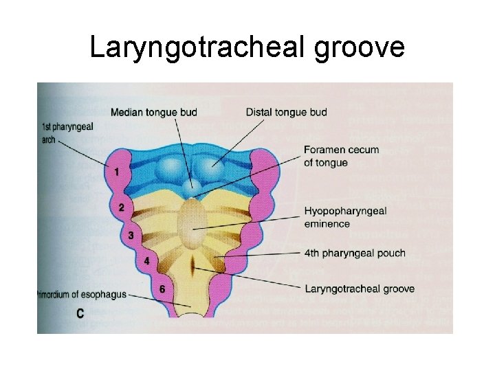 Laryngotracheal groove 