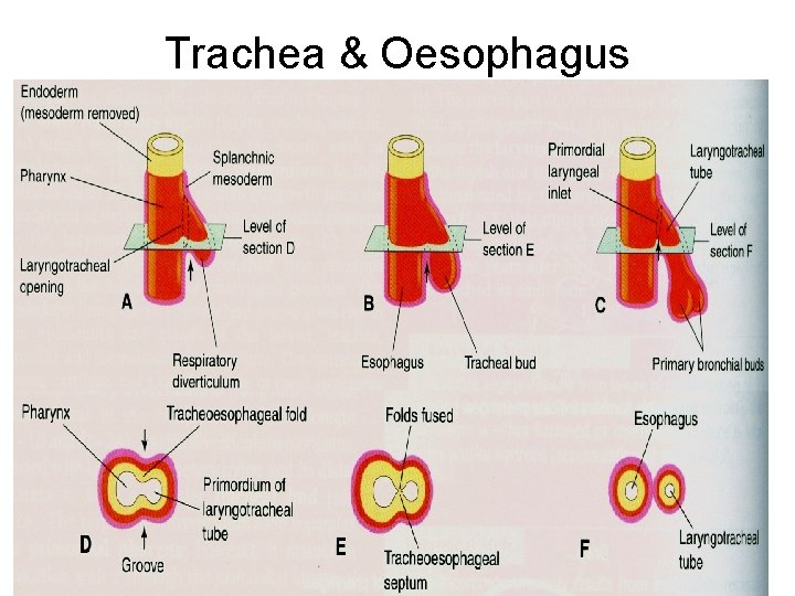 Trachea & Oesophagus 