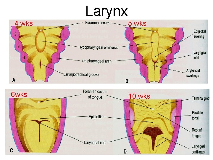 Larynx 4 wks 6 wks 5 wks 10 wks 