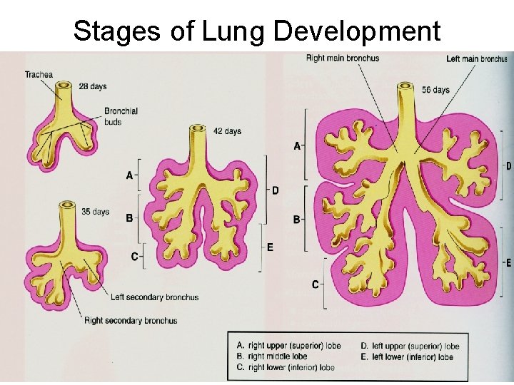 Stages of Lung Development 