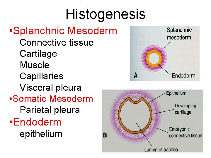 Histogenesis • Splanchnic Mesoderm Connective tissue Cartilage Muscle Capillaries Visceral pleura • Somatic Mesoderm