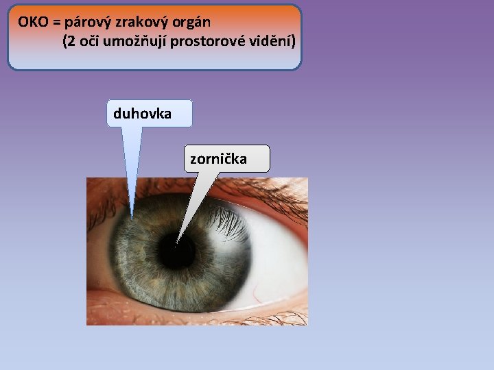 OKO = párový zrakový orgán (2 oči umožňují prostorové vidění) duhovka zornička 