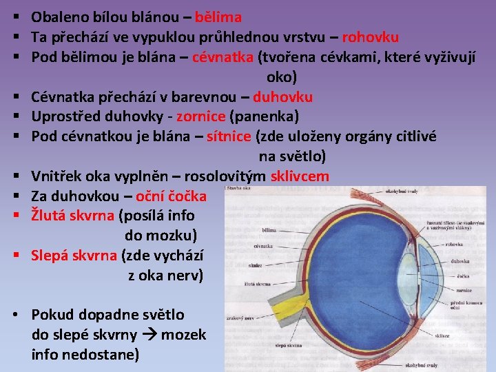 § Obaleno bílou blánou – bělima § Ta přechází ve vypuklou průhlednou vrstvu –