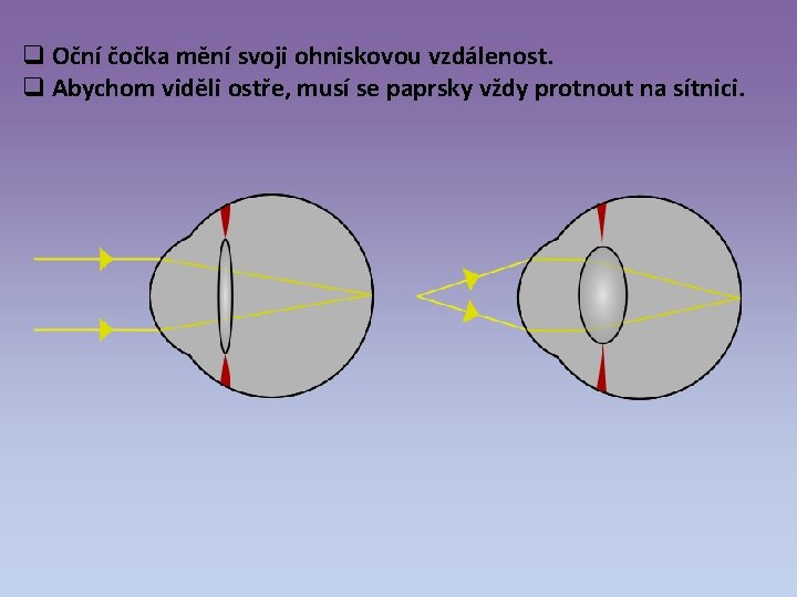 q Oční čočka mění svoji ohniskovou vzdálenost. q Abychom viděli ostře, musí se paprsky