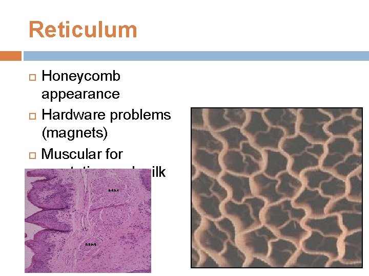 Reticulum Honeycomb appearance Hardware problems (magnets) Muscular for eructation and milk groove. 