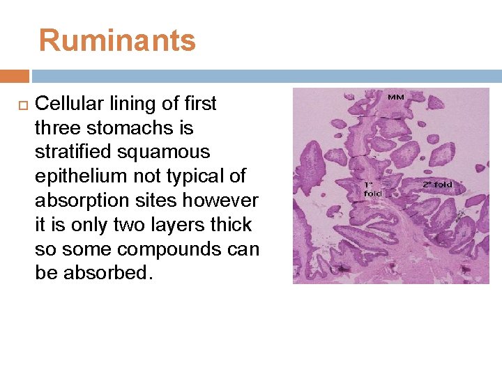 Ruminants Cellular lining of first three stomachs is stratified squamous epithelium not typical of