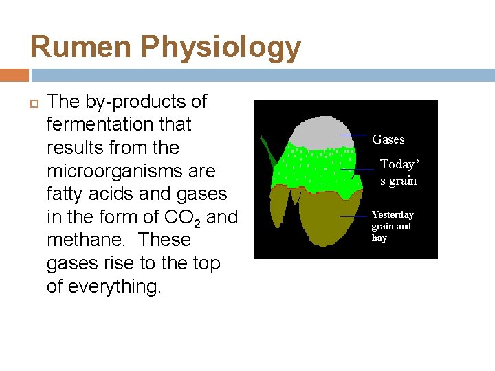 Rumen Physiology The by-products of fermentation that results from the microorganisms are fatty acids