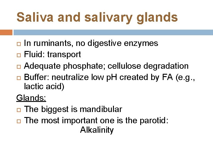 Saliva and salivary glands In ruminants, no digestive enzymes Fluid: transport Adequate phosphate; cellulose