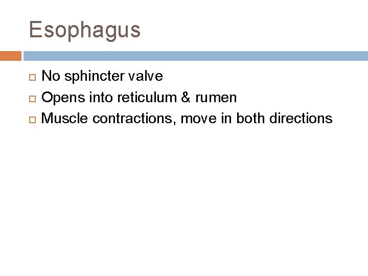 Esophagus No sphincter valve Opens into reticulum & rumen Muscle contractions, move in both