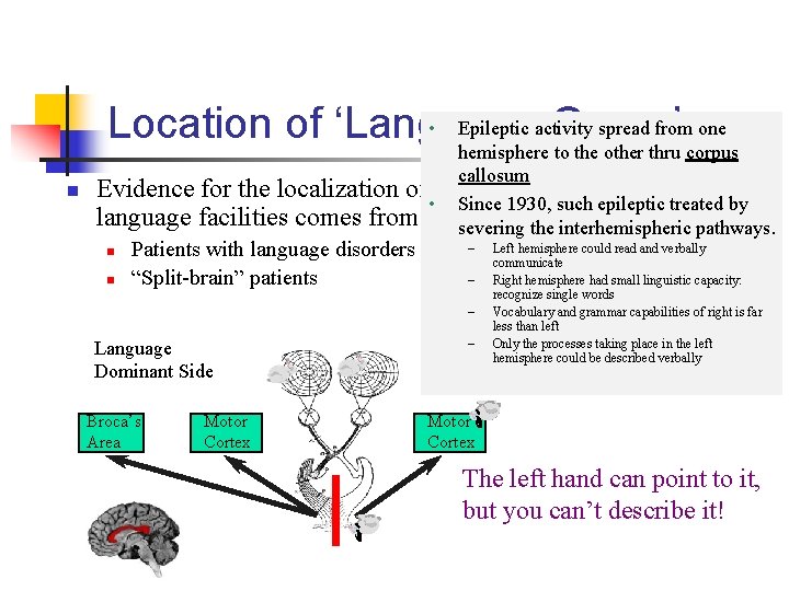  • Epileptic activity spread from one Location of ‘Language Organ’ hemisphere to the