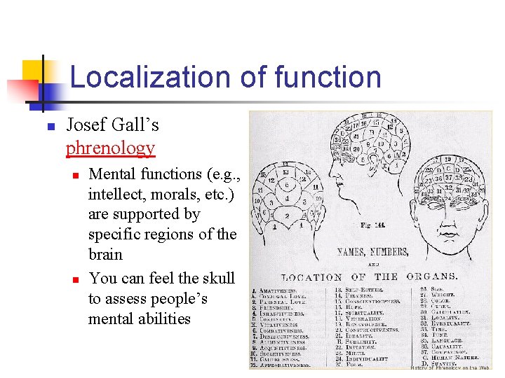 Localization of function n Josef Gall’s phrenology n n Mental functions (e. g. ,