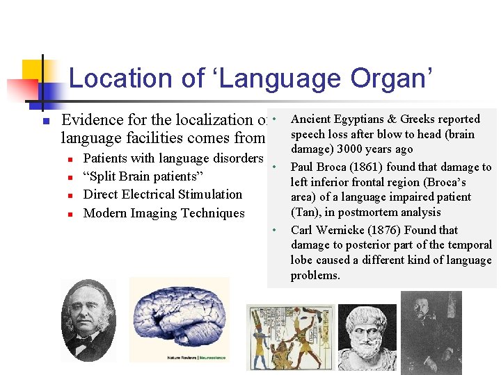 Location of ‘Language Organ’ n Evidence for the localization of • language facilities comes