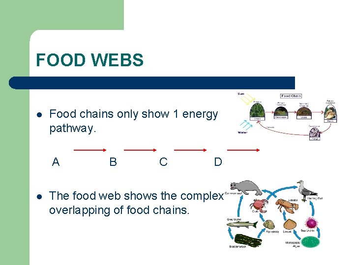 FOOD WEBS l Food chains only show 1 energy pathway. A l B C