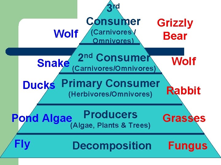 3 rd Consumer Wolf (Carnivores / Omnivores) nd Consumer 2 Snake (Carnivores/Omnivores) Grizzly Bear