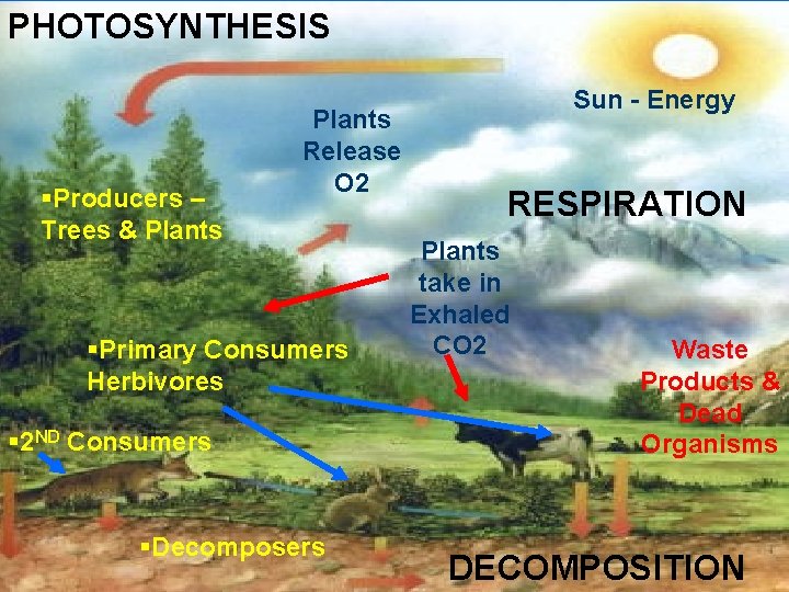 PHOTOSYNTHESIS §Producers – Trees & Plants Release O 2 §Primary Consumers Herbivores § 2