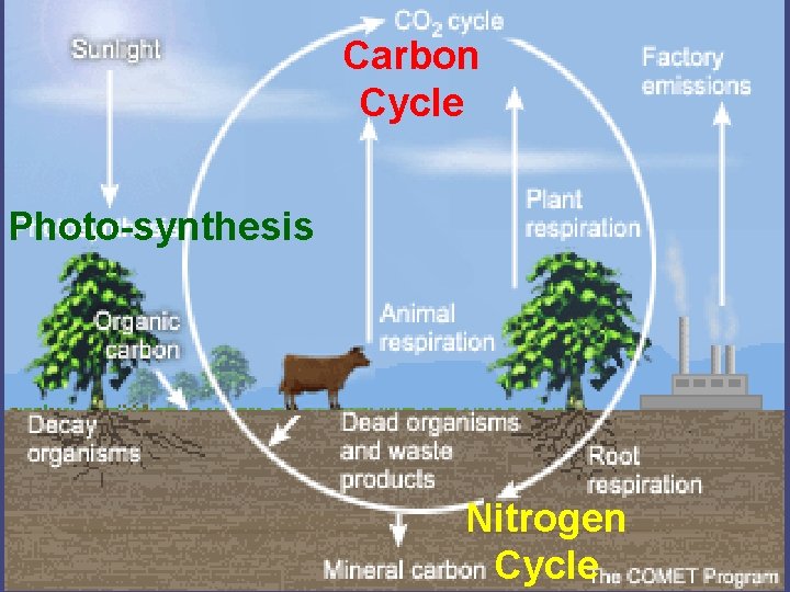 Carbon Cycle Photo-synthesis Nitrogen Cycle 