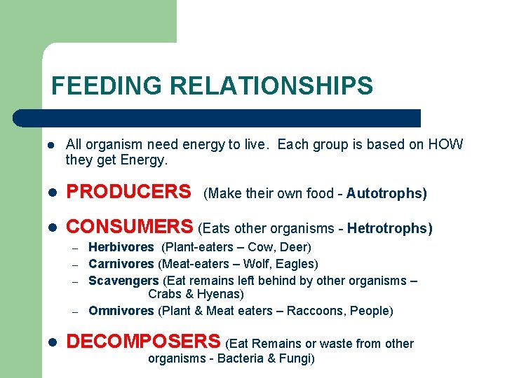 FEEDING RELATIONSHIPS l All organism need energy to live. Each group is based on