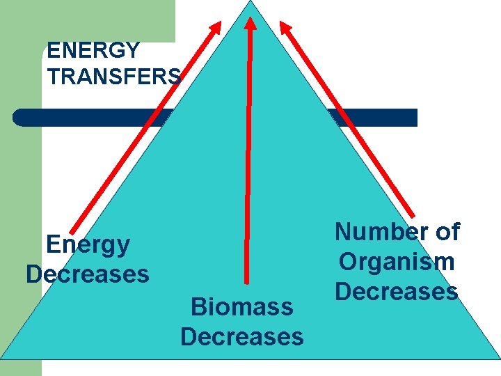 ENERGY TRANSFERS Energy Decreases Biomass Decreases Number of Organism Decreases 