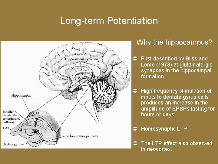 Long-term Potentiation Why the hippocampus? First described by Bliss and Lomo (1973) at glutamatergic