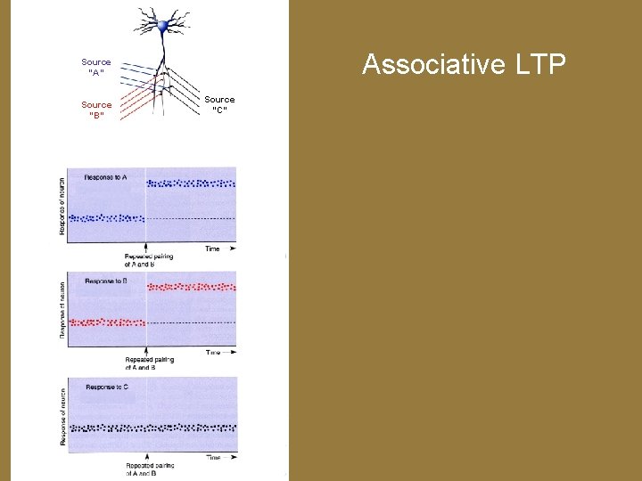 Associative LTP Source “A” Source “B” Source “C” 