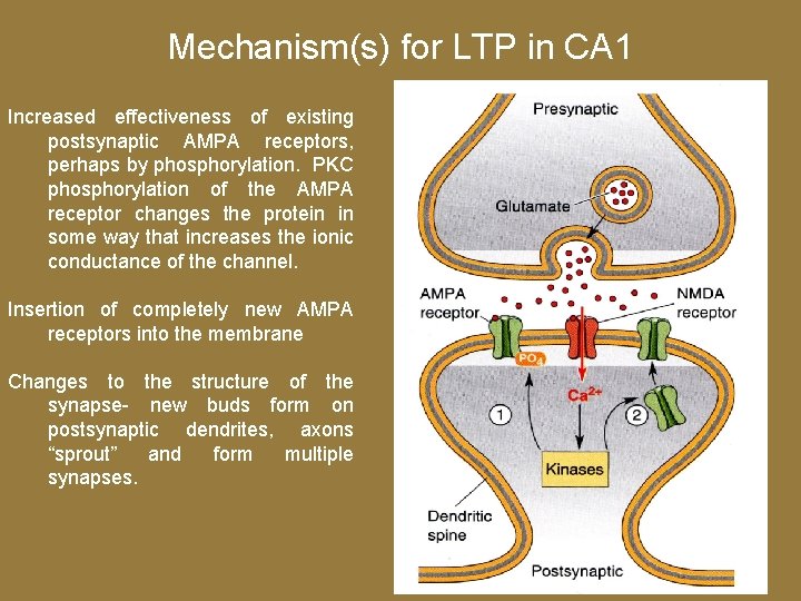 Mechanism(s) for LTP in CA 1 Increased effectiveness of existing postsynaptic AMPA receptors, perhaps