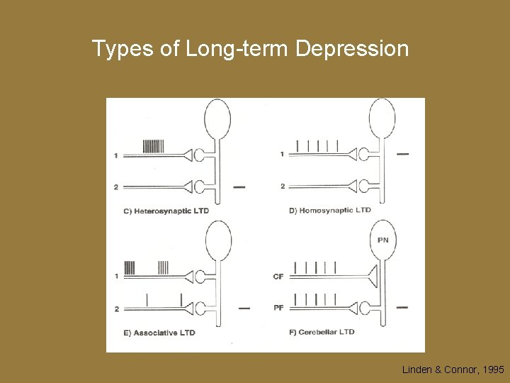 Types of Long-term Depression Linden & Connor, 1995 