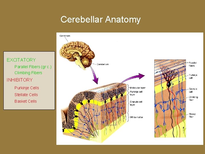 Cerebellar Anatomy EXCITATORY Parallel Fibers (gr c. ) Climbing Fibers INHIBITORY Purkinje Cells Stellate