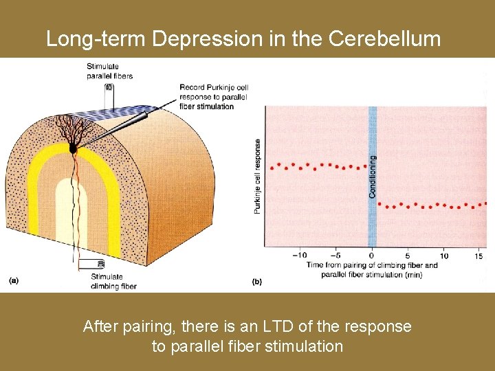 Long-term Depression in the Cerebellum After pairing, there is an LTD of the response