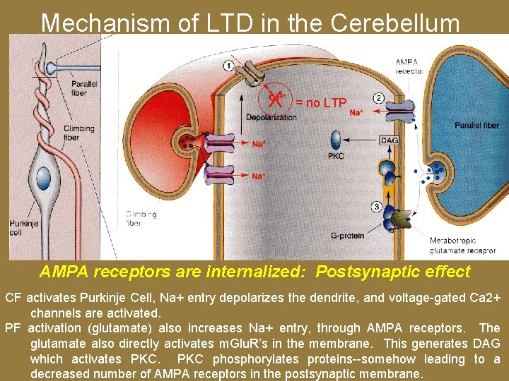 Mechanism of LTD in the Cerebellum X = no LTP AMPA receptors are internalized: