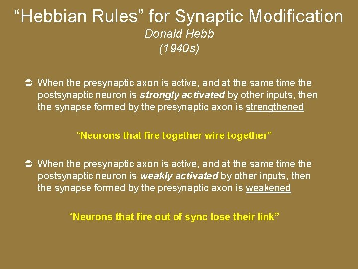 “Hebbian Rules” for Synaptic Modification Donald Hebb (1940 s) When the presynaptic axon is