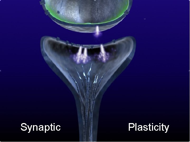Synaptic Plasticity 