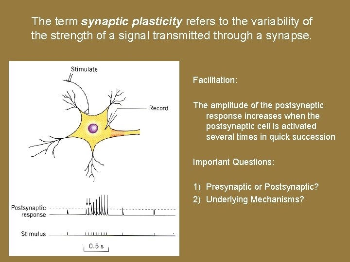 The term synaptic plasticity refers to the variability of the strength of a signal