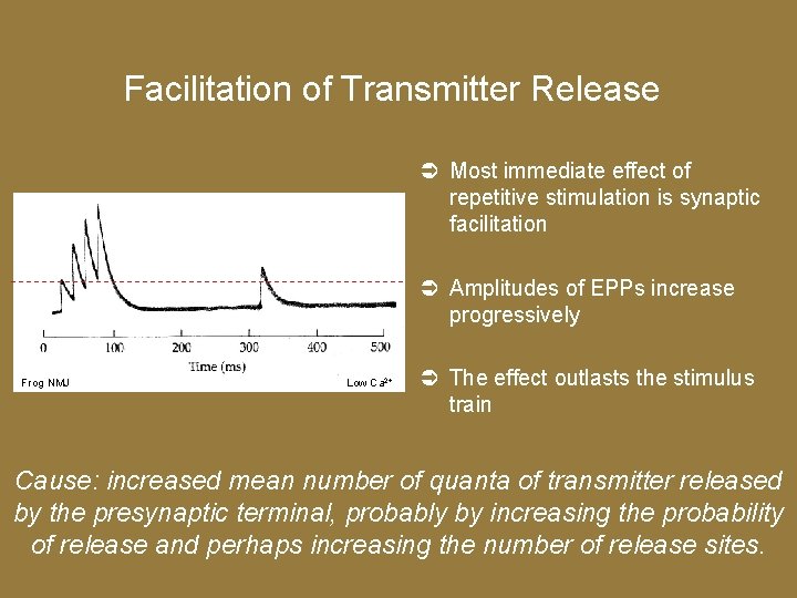 Facilitation of Transmitter Release Most immediate effect of repetitive stimulation is synaptic facilitation Amplitudes