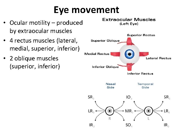 Eye movement • Ocular motility – produced by extraocular muscles • 4 rectus muscles