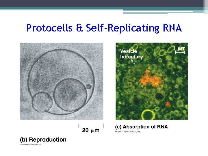 Protocells & Self-Replicating RNA 