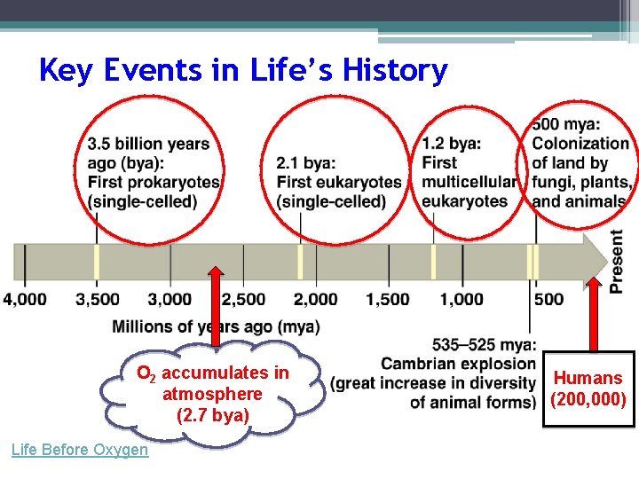 Key Events in Life’s History O 2 accumulates in atmosphere (2. 7 bya) Life