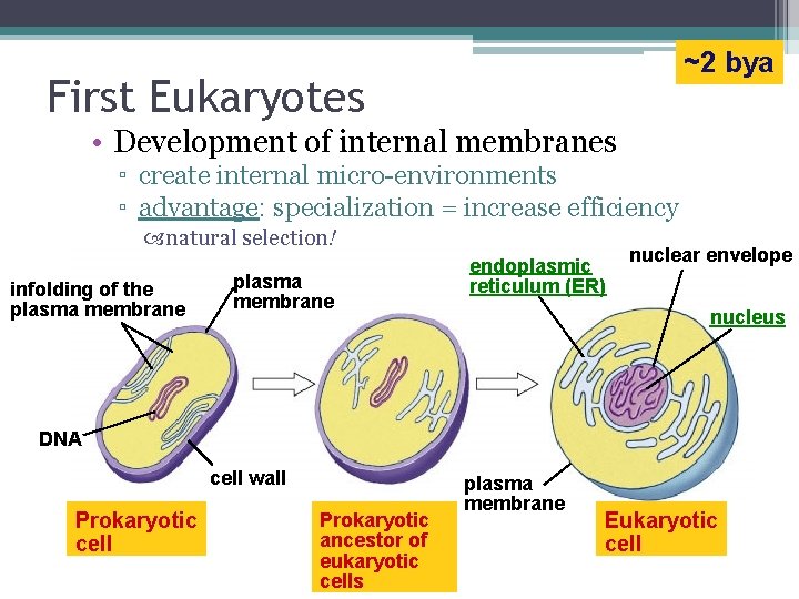 ~2 bya First Eukaryotes • Development of internal membranes ▫ create internal micro-environments ▫