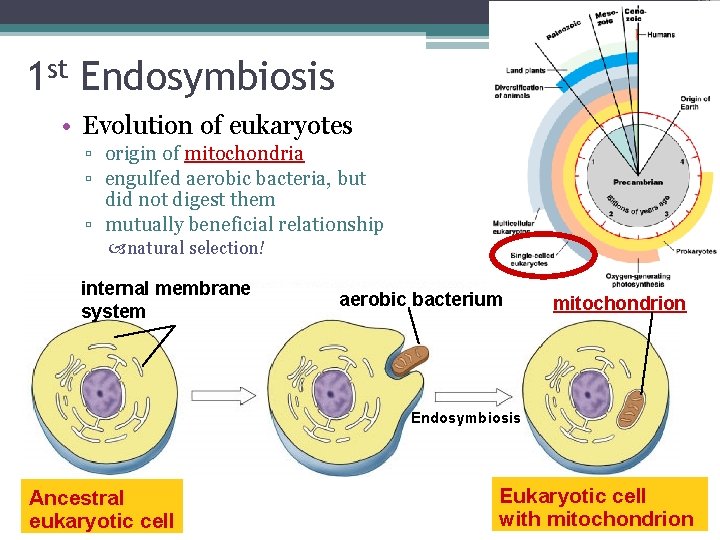 1 st Endosymbiosis • Evolution of eukaryotes ▫ origin of mitochondria ▫ engulfed aerobic