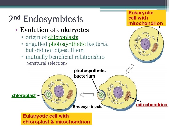 2 nd Endosymbiosis • Evolution of eukaryotes Eukaryotic cell with mitochondrion ▫ origin of
