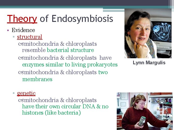 Theory of Endosymbiosis • Evidence ▫ structural mitochondria & chloroplasts resemble bacterial structure mitochondria