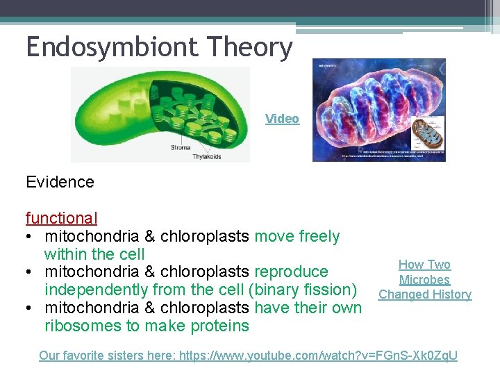 Endosymbiont Theory Video Evidence functional • mitochondria & chloroplasts move freely within the cell