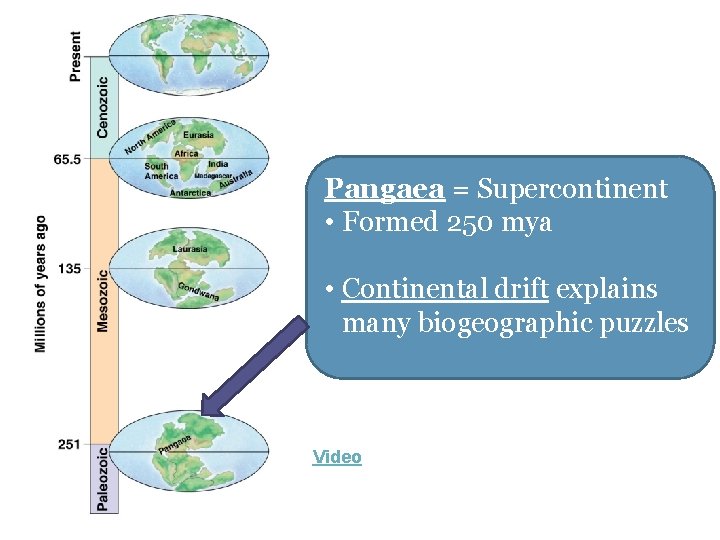 Pangaea = Supercontinent • Formed 250 mya • Continental drift explains many biogeographic puzzles