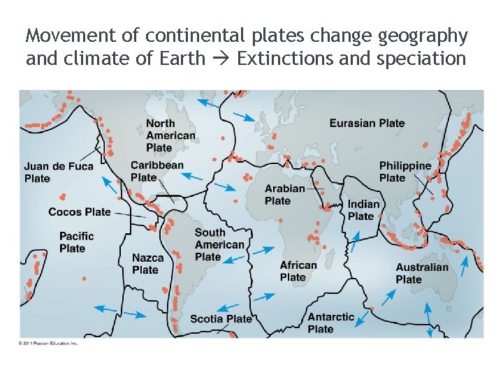 Movement of continental plates change geography and climate of Earth Extinctions and speciation 