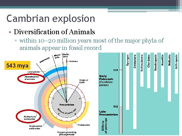 Cambrian explosion • Diversification of Animals ▫ within 10– 20 million years most of