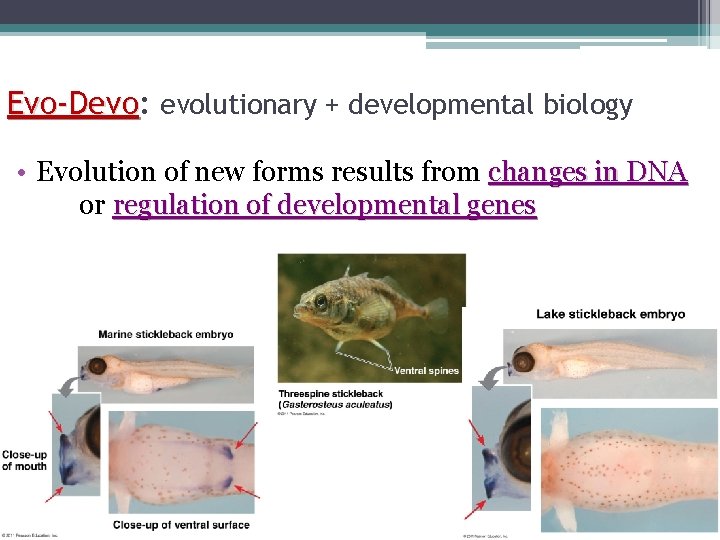 Evo-Devo: Evo-Devo evolutionary + developmental biology • Evolution of new forms results from changes
