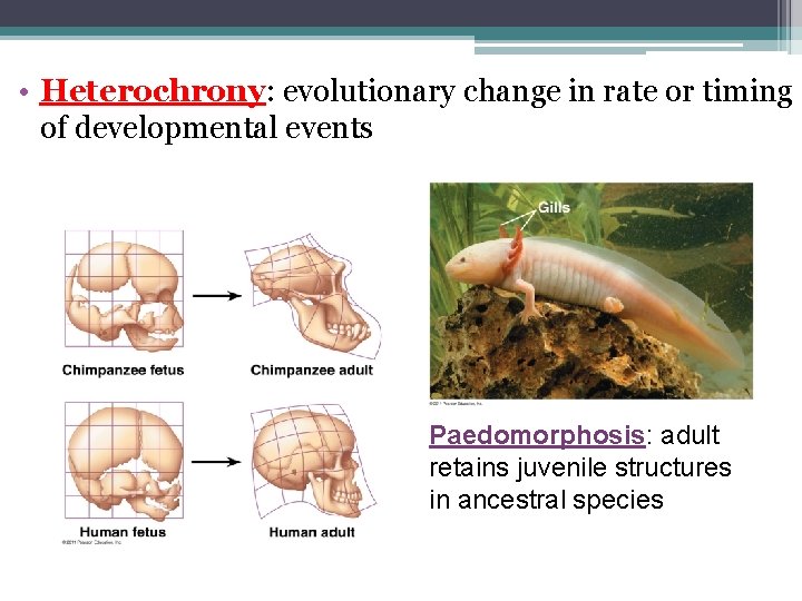  • Heterochrony: evolutionary change in rate or timing of developmental events Paedomorphosis: adult