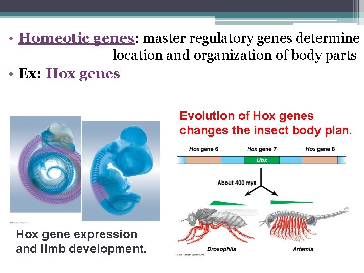  • Homeotic genes: master regulatory genes determine location and organization of body parts