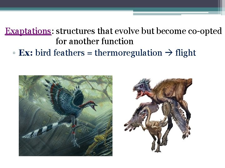 Exaptations: Exaptations structures that evolve but become co-opted for another function ▫ Ex: bird