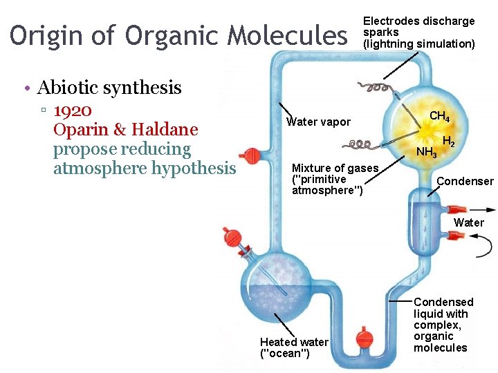 Origin of Organic Molecules Electrodes discharge sparks (lightning simulation) • Abiotic synthesis ▫ 1920