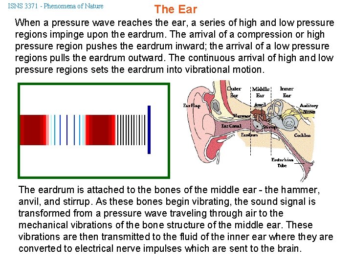 ISNS 3371 - Phenomena of Nature The Ear When a pressure wave reaches the